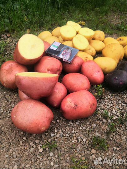Продам картофель