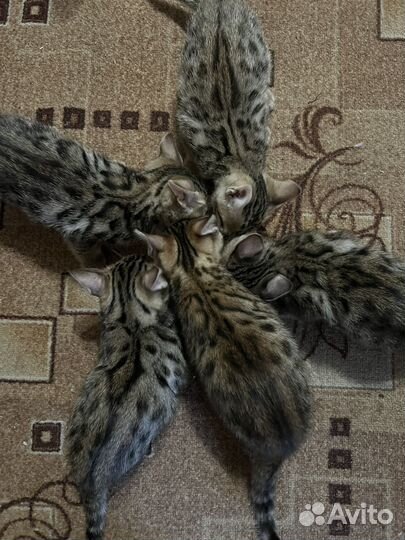 Бенгальские котята