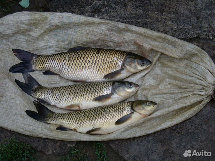 Малек карпа и белого амура