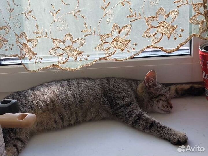 Красивая кошечка