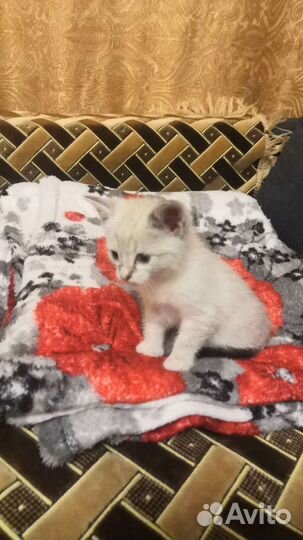 Котенок