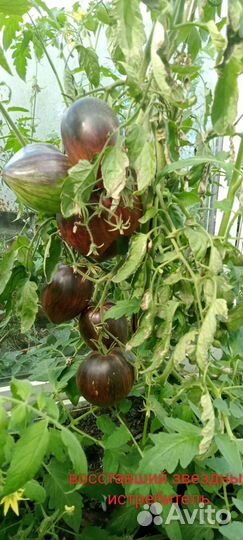 Семена томатов