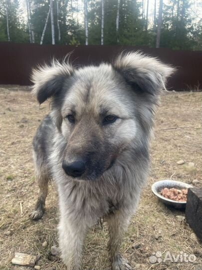 Собака охранник