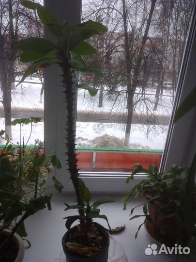 Комнатные цветы