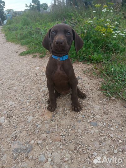 Щенки курцхаара