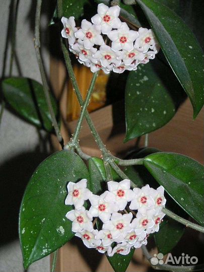 Хойя восковая