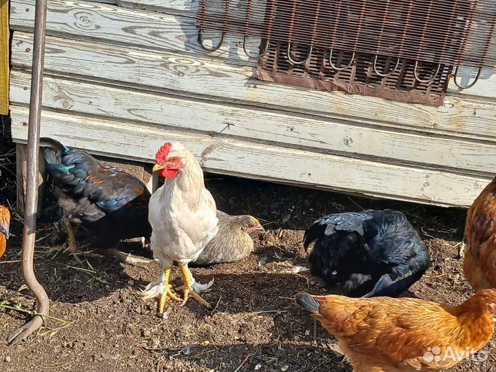 Молодые петушки, породистые домашние