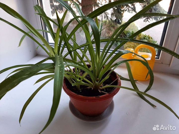 Хлорофитум