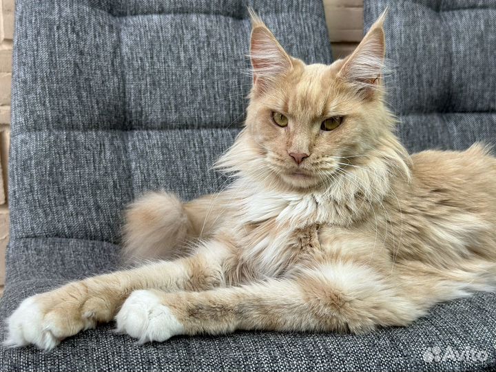 Кошка мейкун