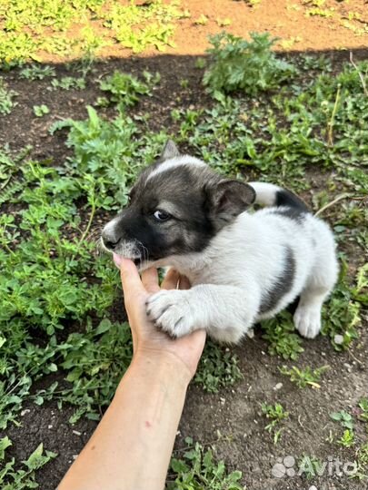 Щенок в добрые руки