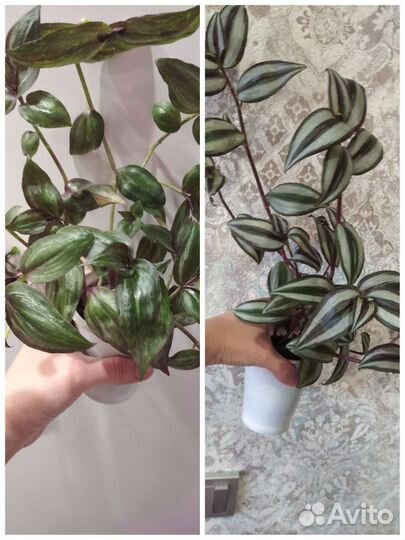 Традесканции тайская, зебрина пурпур, силламонтана