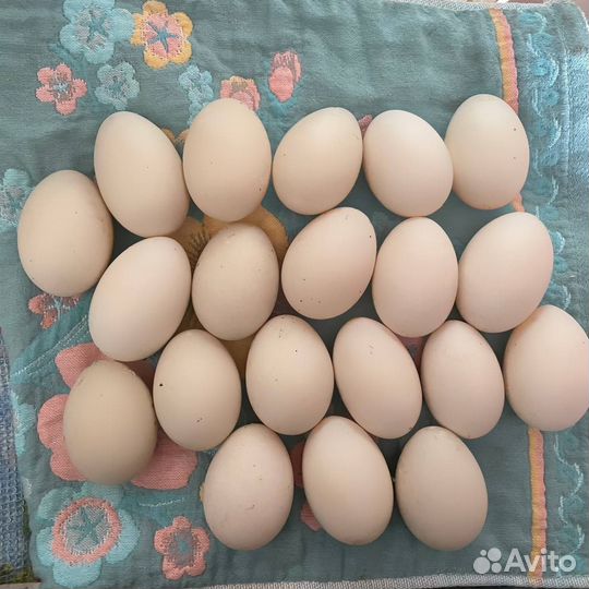 Утиные яйца