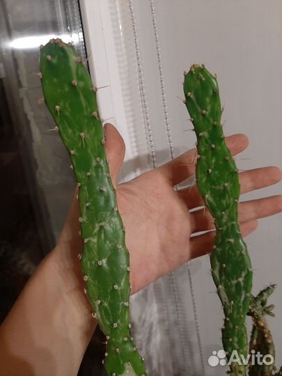 Опунция монаканта вариегата