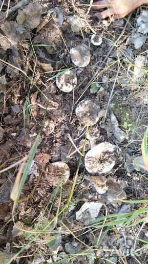 Грибы свежие грузди