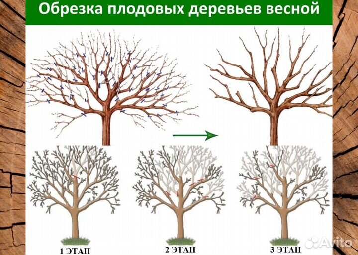 Спилить дерево. Обрезка плодовых