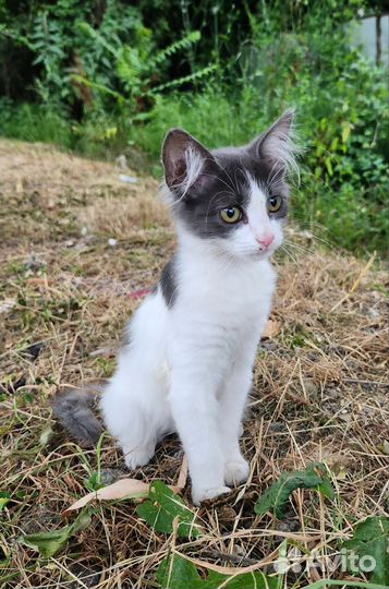Белый котенок