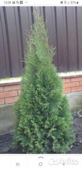 Саженцы туи смарагд