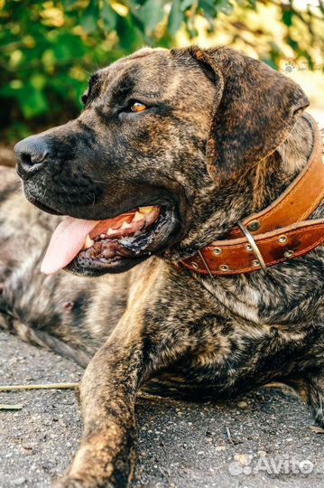 Алано Эспаньол