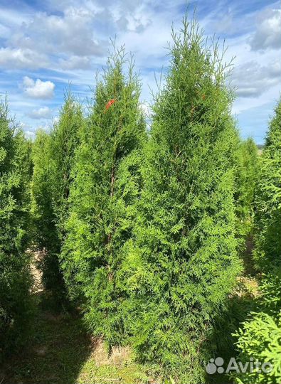 Туя Колумна