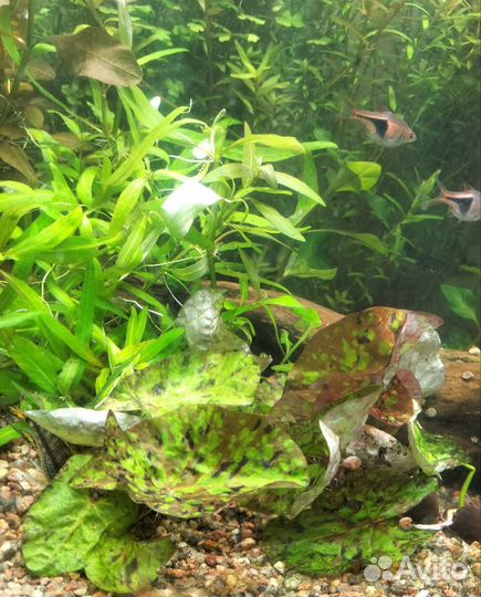 Аквариумные растения