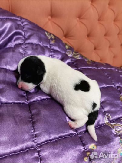 Фокстерьер