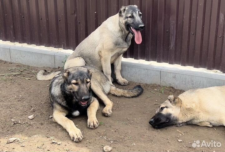 Гампры Аборигенные Оригинальные-Щенки Эксклюзив