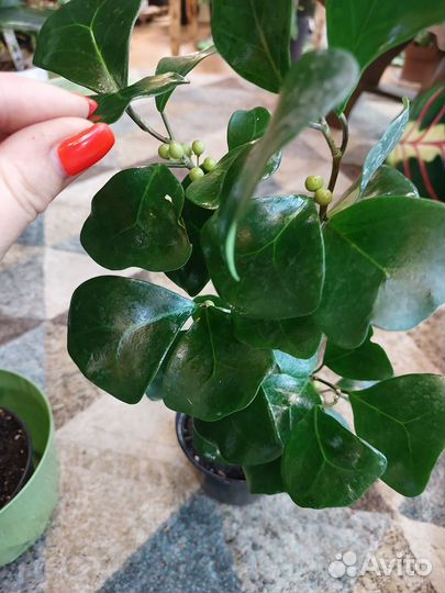 Фикус триангулярис