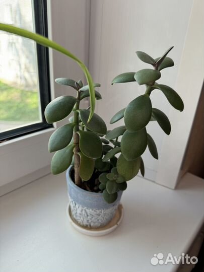 Денежное дерево / толстянка / крассула