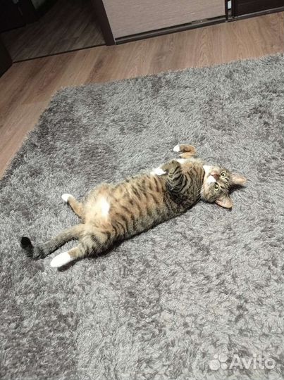 Кошка в дар бесплатно