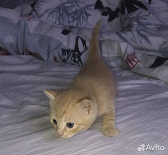 Котята
