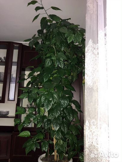 Гибискус (китайская роза)