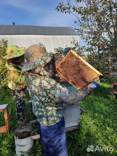 Свежий мёд настоящий, натуральный мед 2023