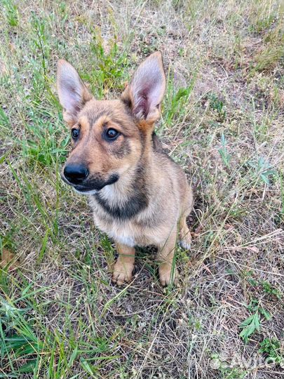 Щенок в добрые руки