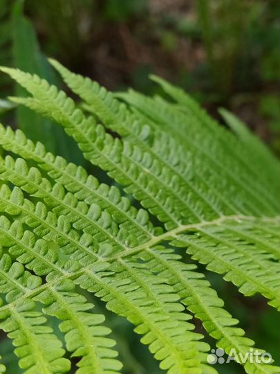 Папоротник ландшафтный дизайн