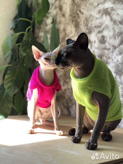 Одежда для сфинксов