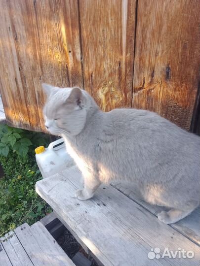 Британский кот