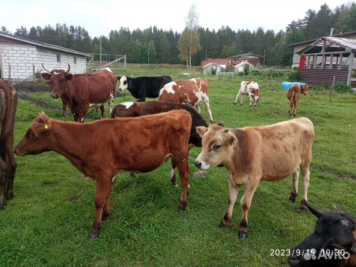 Тёлки и бычки