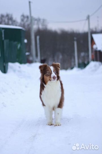 Австралийская овчарка (аусси)