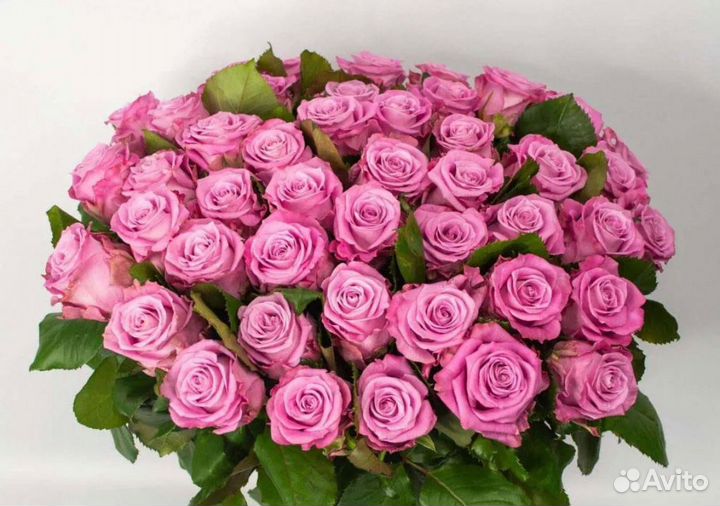 101 роза 8.00 20.00