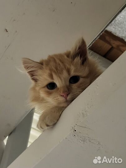 Котята в добрые руки бесплатно