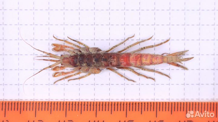 Ракообразное из Байкала Parapallasea puzyllii