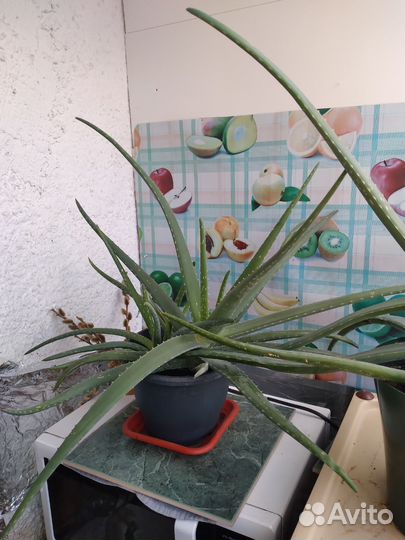 Каланхоэ лечебное