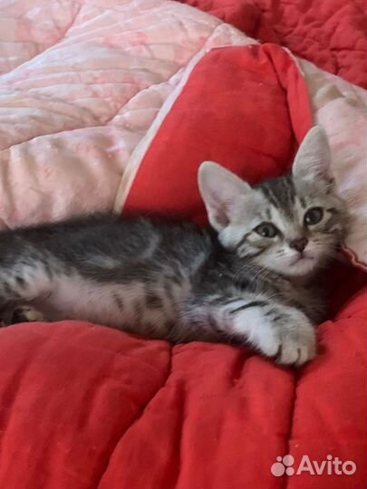 Барсик 1,5 мес