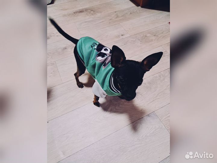 Мини той-терьер вязка