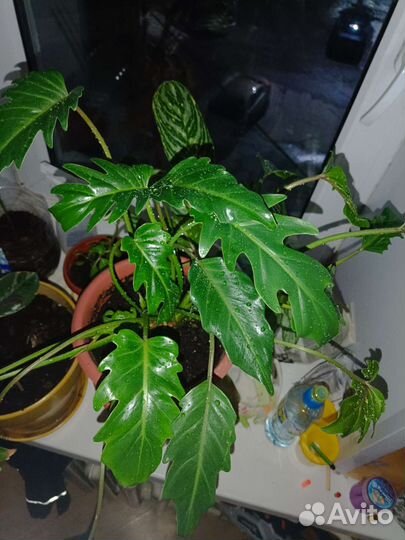 Филодендрон