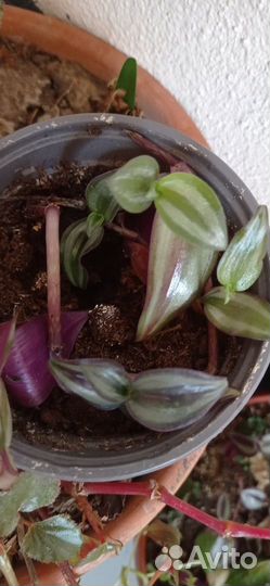 Продам цветы комнатные