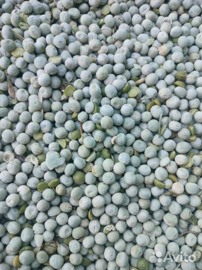 Пшеница, ячмень,овёс,горох