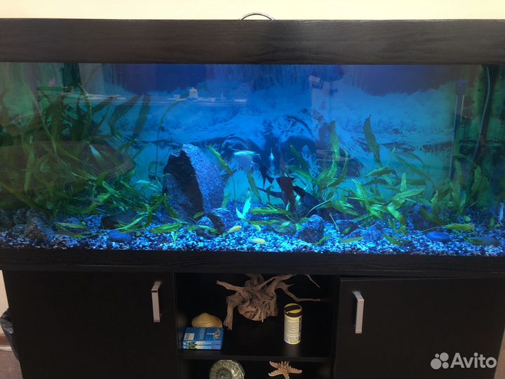 Обслуживание аквариума