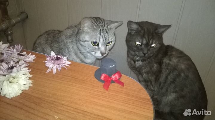 Отдам в добрые руки