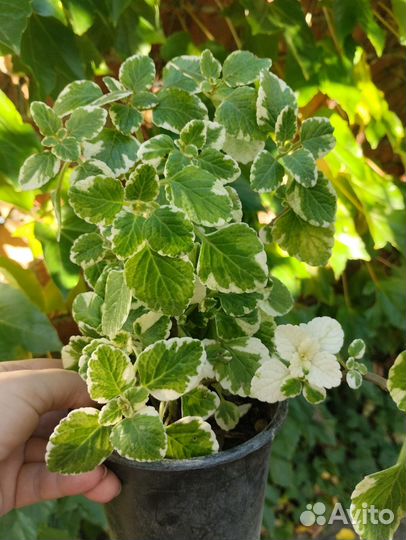 Шоколадница Традесканция Бегония